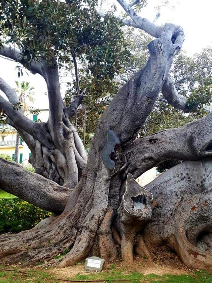 La Terrazza Acomodação com café da manhã Bordighera Exterior foto